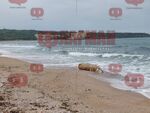 Морето край Шофьорския плаж изхвърли мъртва крава